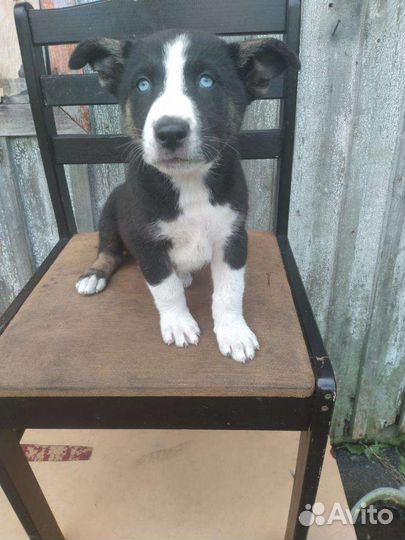 Щенки хаски метис