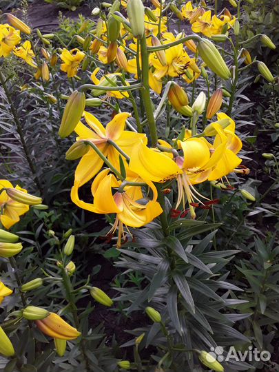 Желтые многоярусные лилии для посадки