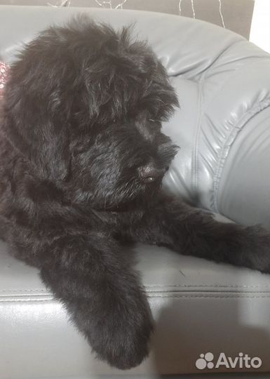 Щенки Русского Черного терьера