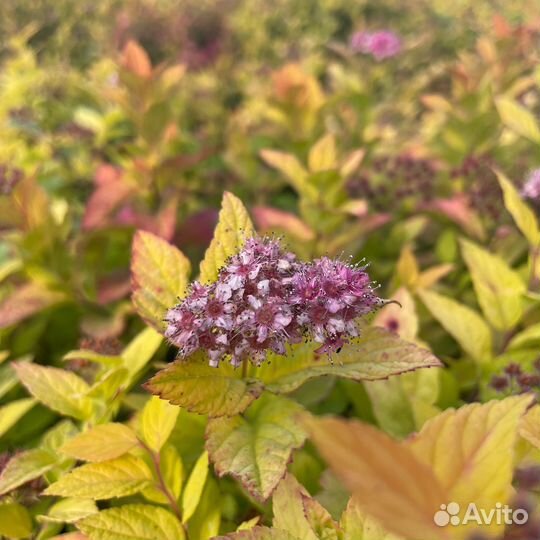 Спирея японская Golden Princess