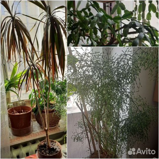 Хатиора, декабрист, драцена