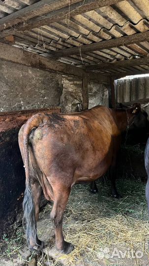 Корова стельная