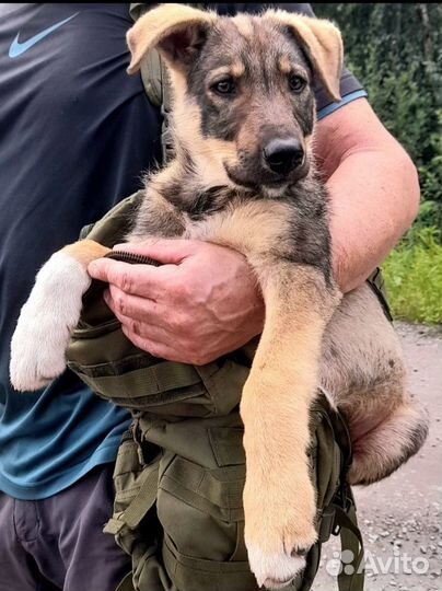 Отдам бесплатно щенки метисы