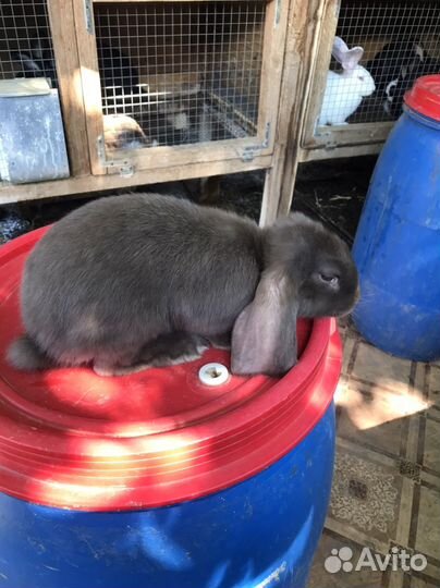 Французский баран