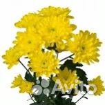 Хризантема кустовая Радость