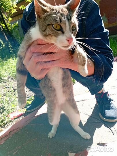 Молодой домашний котик