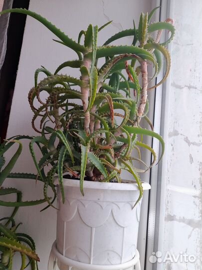 Алоэ столетник