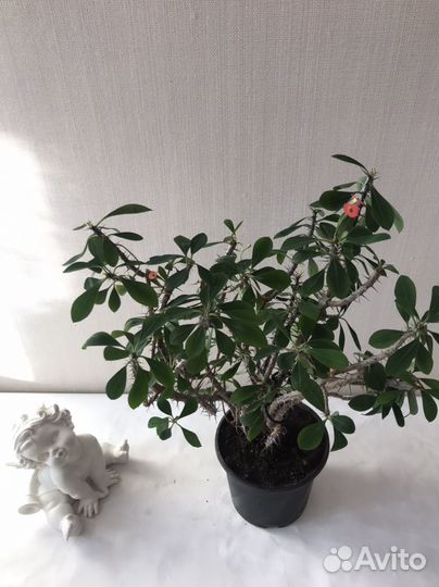 Молочай Миля - цветок для дома и офиса