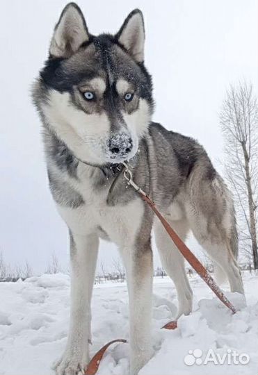 Вязка сибирский хаски