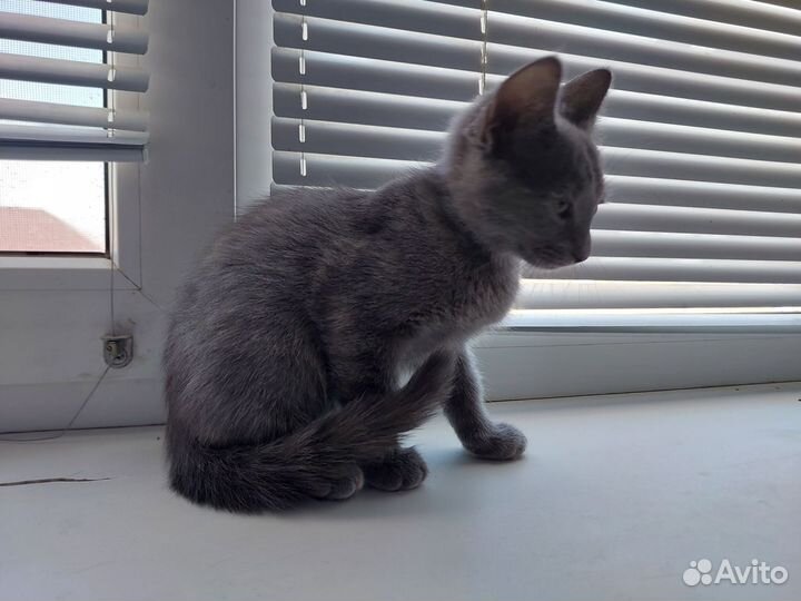 Миссис Кисель