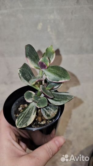 Краccулa вариeгaтнaя Триколор, толстянка