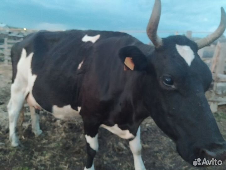 Продам корову