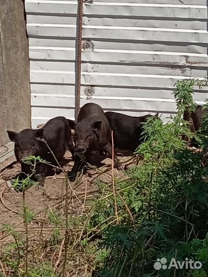 Продаются Домашние животные