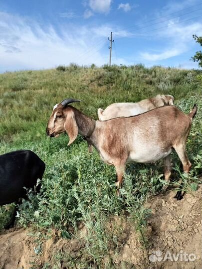 Козочка нубийская