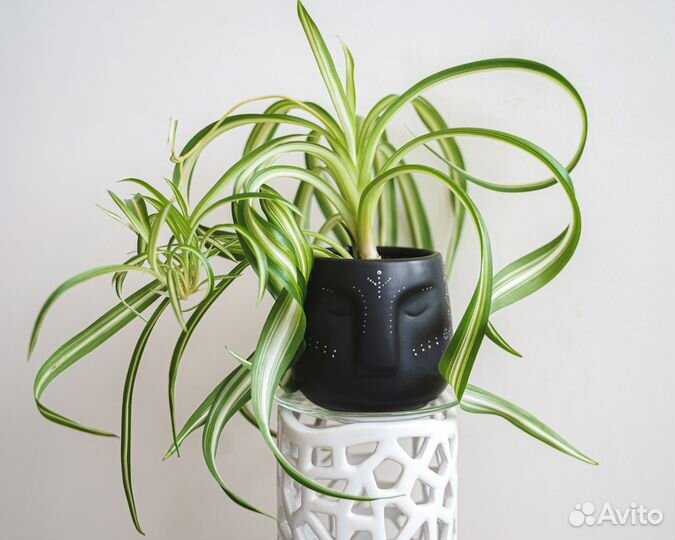 Хлорофитум Бонни в горшке