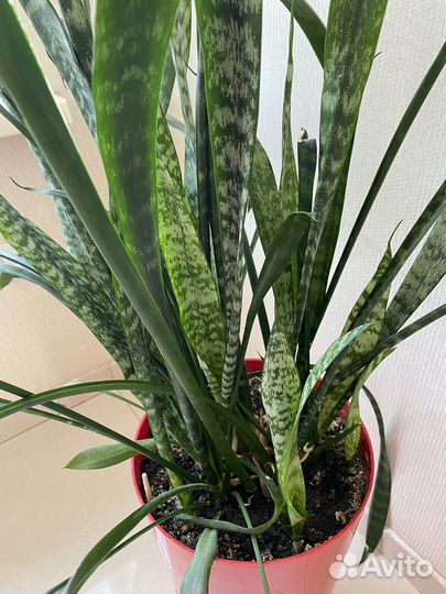 Сансевиерия