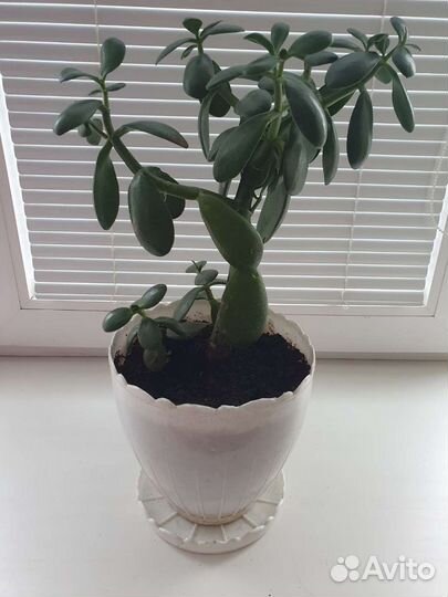 Толстянка, каланхоэ, монстера, алоэ, драцена