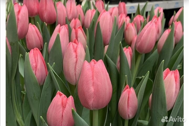 Тюльпаны к 8 марта 2024г