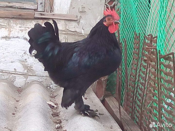 Куры бентамки