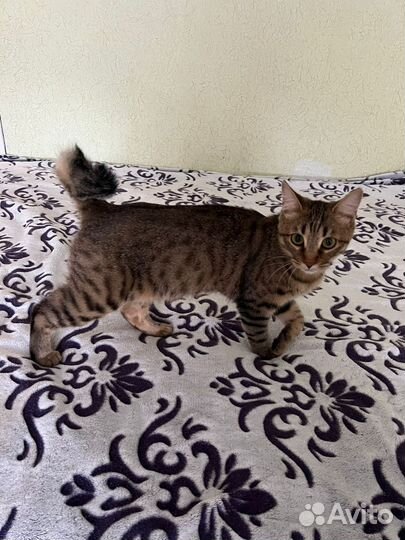 Кошка (помесь)