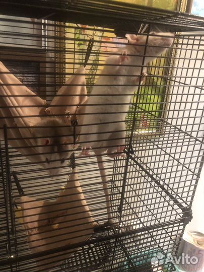 Клетка 42/30/93