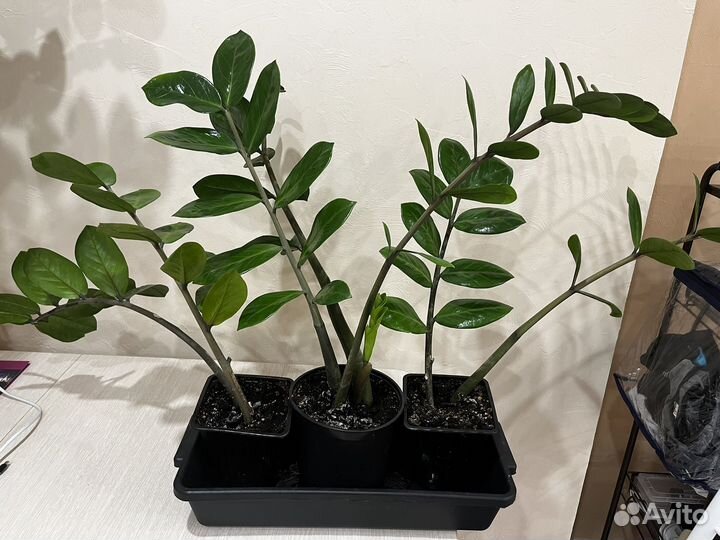 Замиокулькас