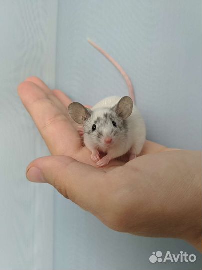 Декоративные мыши