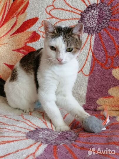 Манюня ищет дом