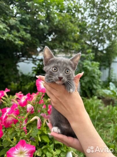 Отдаем котят в добрые руки