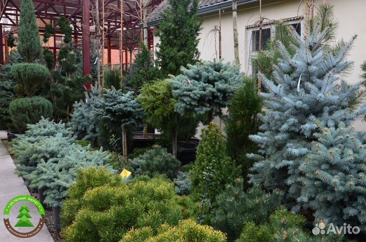 Туя Можжевельник Ель Укронененная в сад