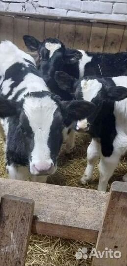 Бычки и телята