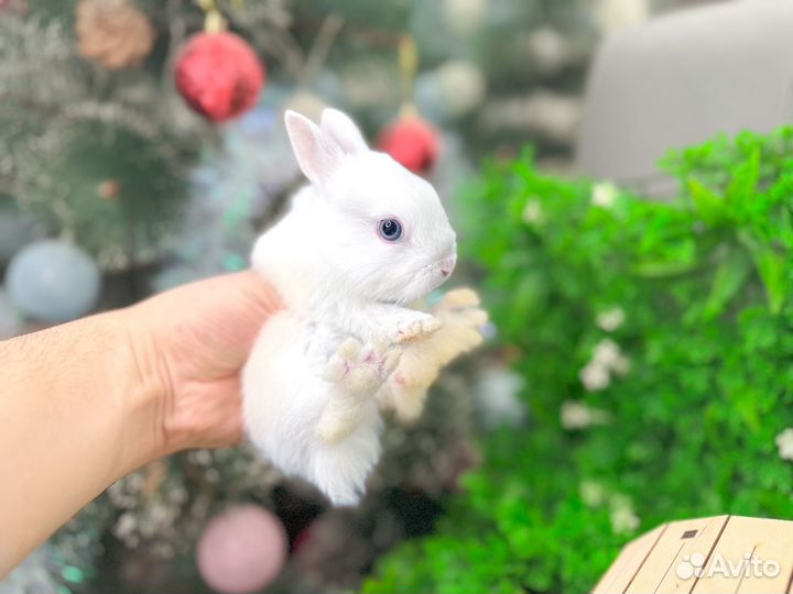 Карликовый кролик - добрый и ручной