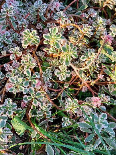 Очиток растения для сада