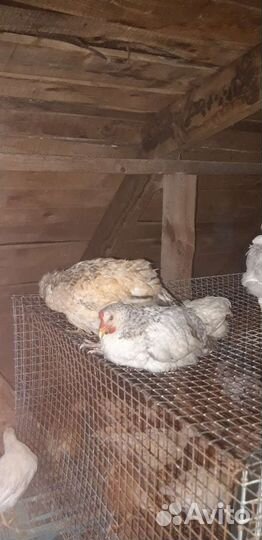 Куры, цыплята хайсекс браун, белый леггорн