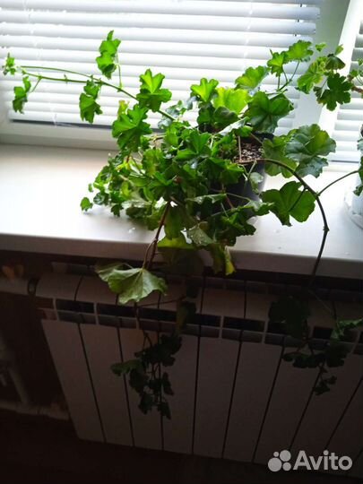 Плющелистная пеларгония