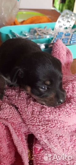 Той-терьер мальчик