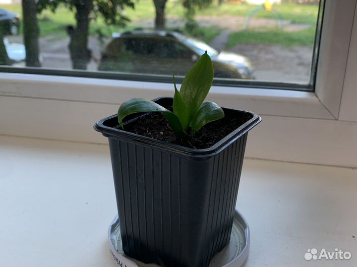 Бегония тигровая, сансевиерия