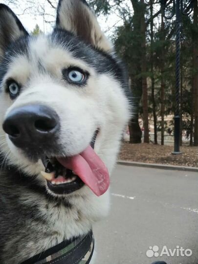 Сибирский хаски вязка