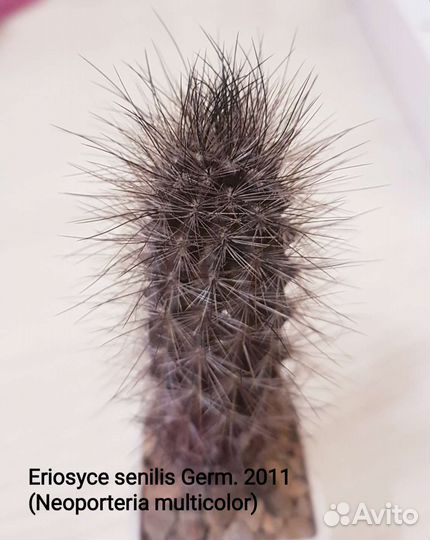 Кактусы редкие коллекционные