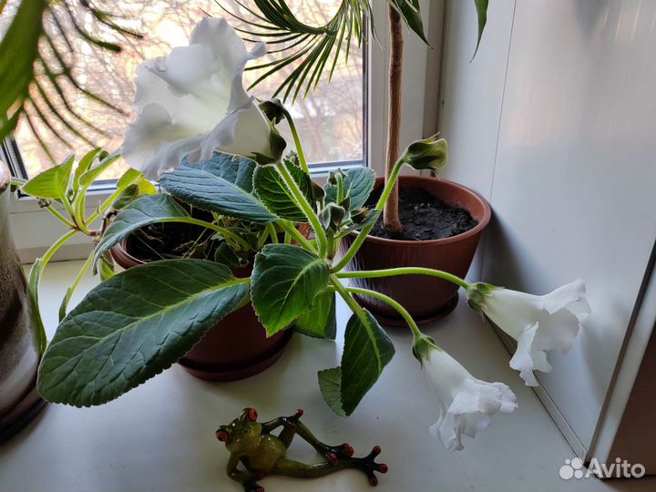 Цветы глоксиния