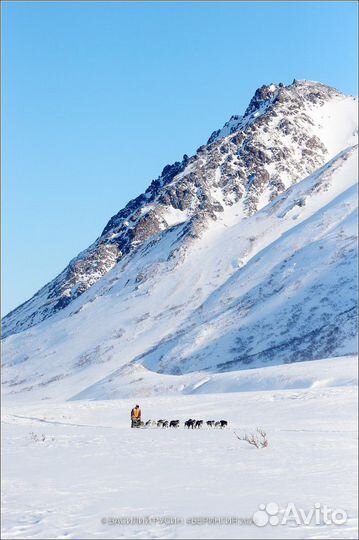 Катание на собачьих упряжках