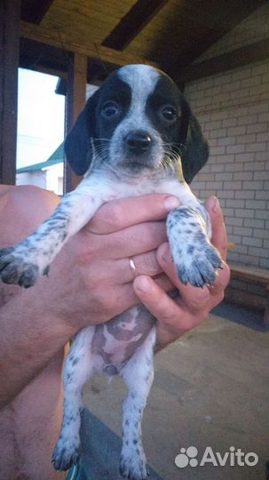 Собака в добрые руки русский спаниэль