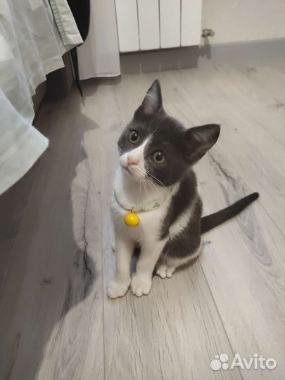 Лучшая кися в мире ищет маму и папу