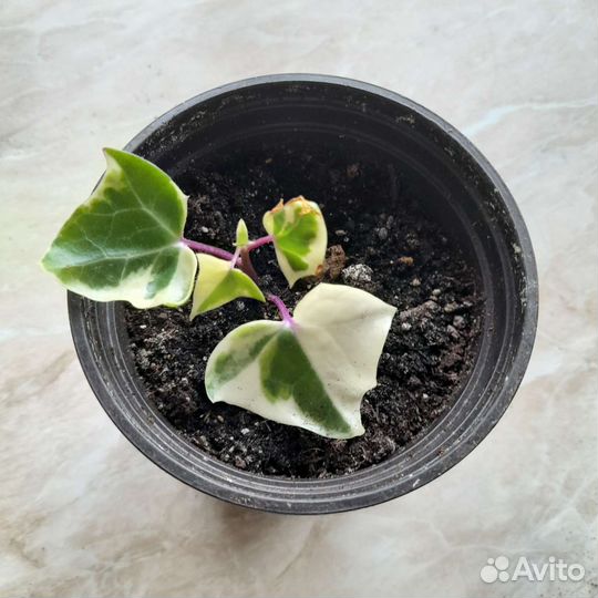 Плющ пестролистный