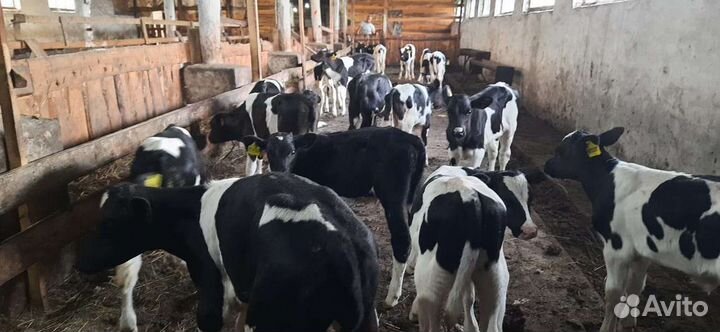 Бычки от 1 месяцев