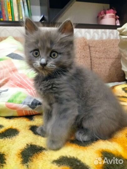 Кошки в добрые руки бесплатно