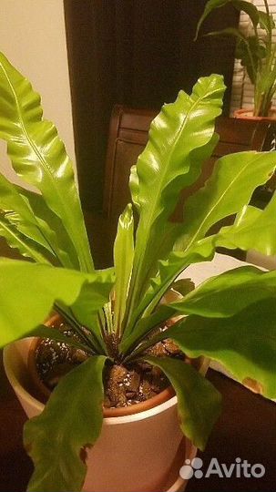 Папоротник асплениум