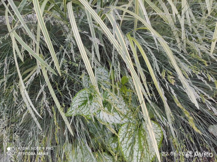 Мискантус сахороцветный