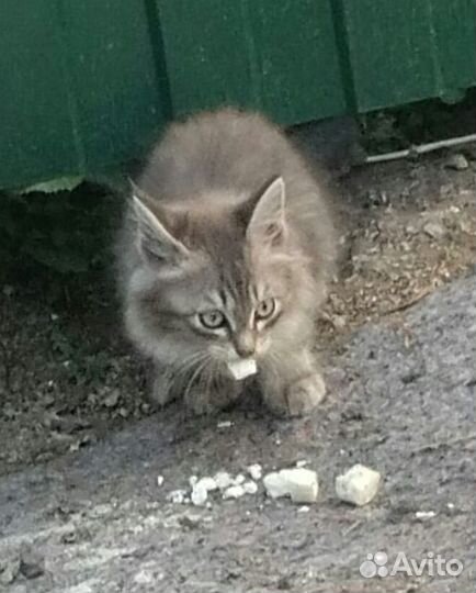 Ищем дом котятам