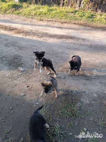 Отдам щенков в добрые руки